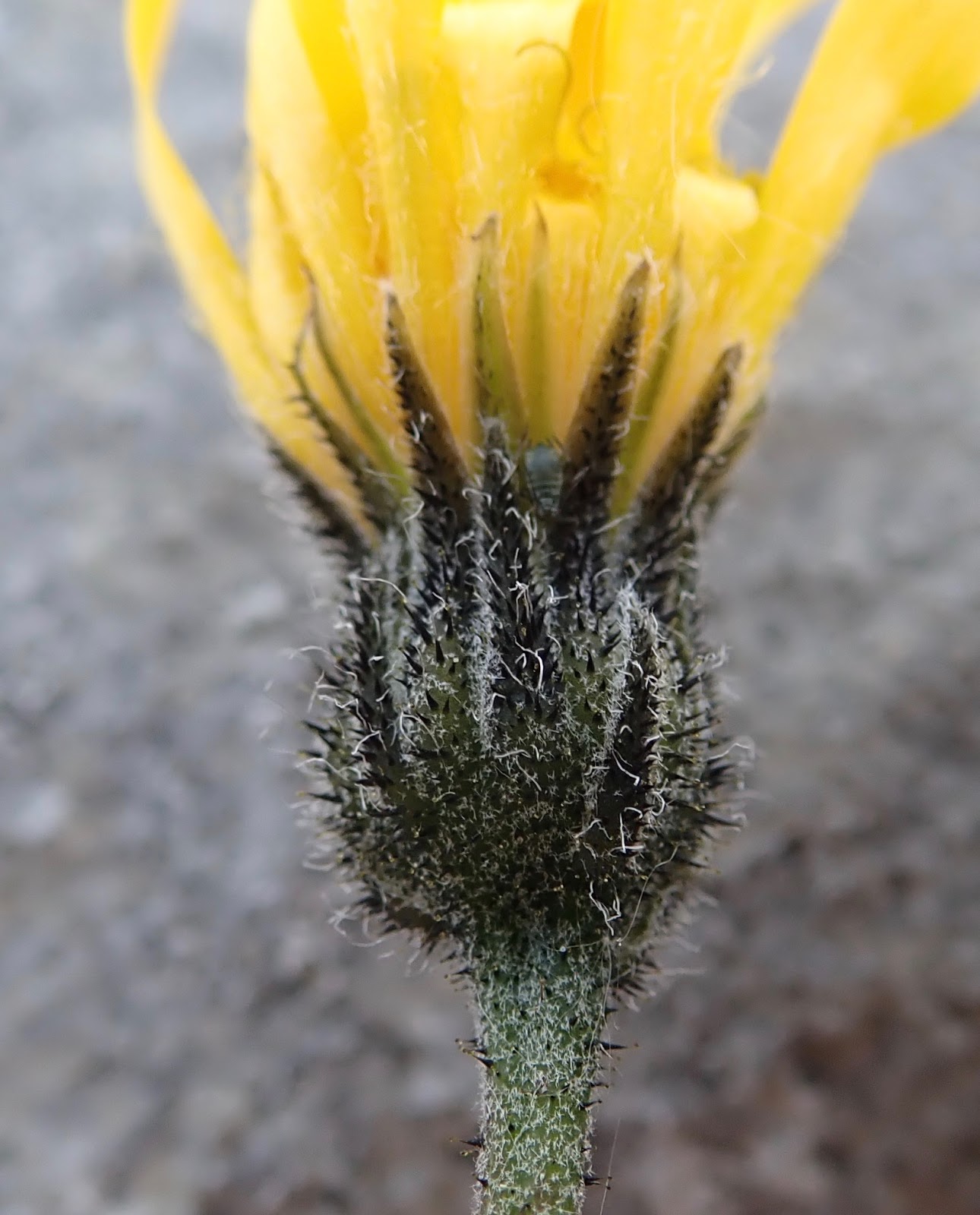 Violets And Others Hawksbeards Crepis Capillaris Crepis Vesicaria Crepis Biennis