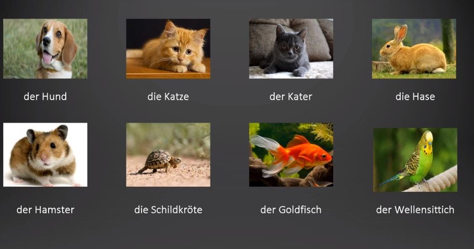 almanca hayvanlar almanca ogretmenim