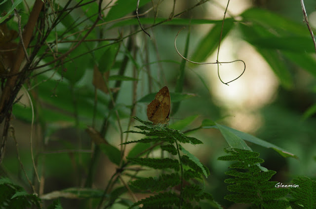 雞南山散步，黃襟蛺蝶