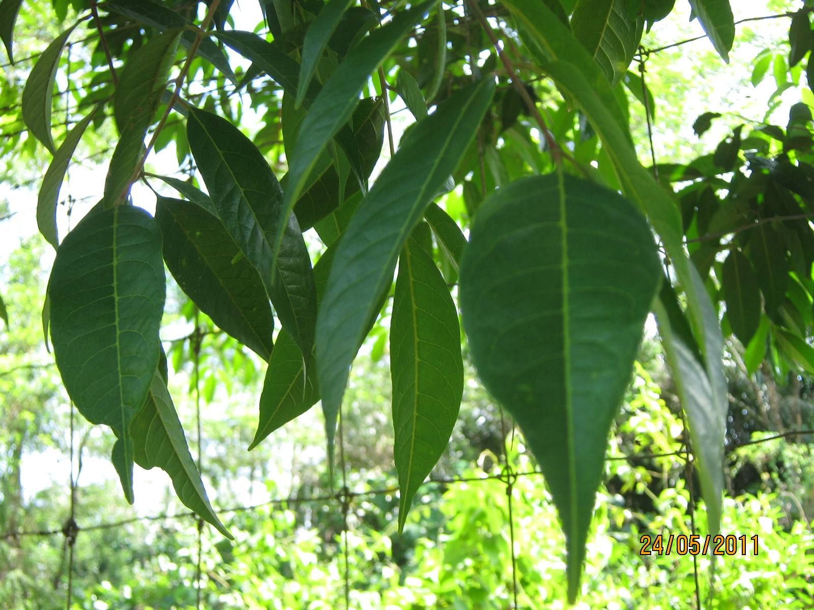 TROPICAL PLANT LIBRARY: Pentaspadon motleyi/ Pelong licin