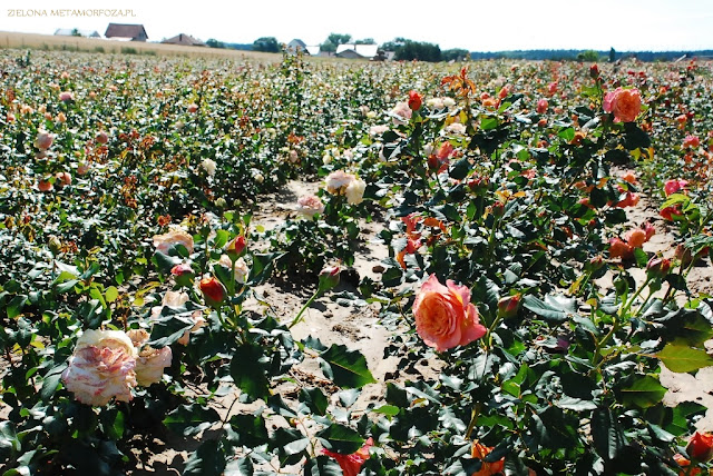 RosaĆwik, rosarium, zielona metamorfoza.pl, róże do ogrodu, ogrody, projekty ogródów