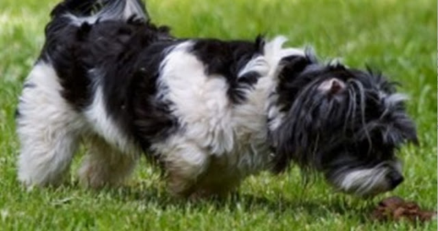 shih tzu comendo feses