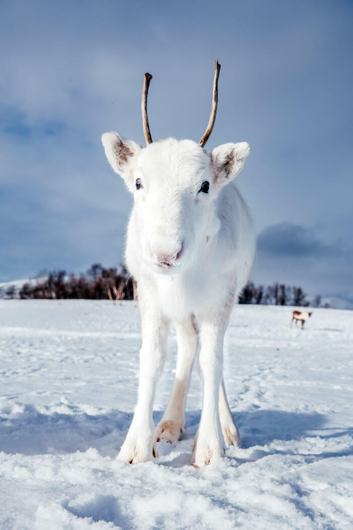 Enchanting Pictures Of Extremely Rare White Baby Reindeer In Oslo, Norway Enchanting Pictures Of Extremely Rare White Baby Reindeer In Oslo, Norway