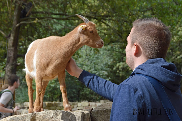 Sambesi-Kraal Streichelwiese Erlebnis-Zoo Hannover
