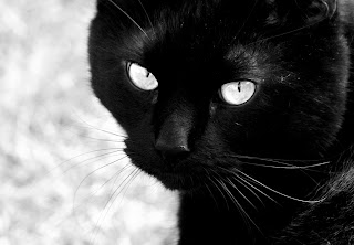 [kucing hitam]