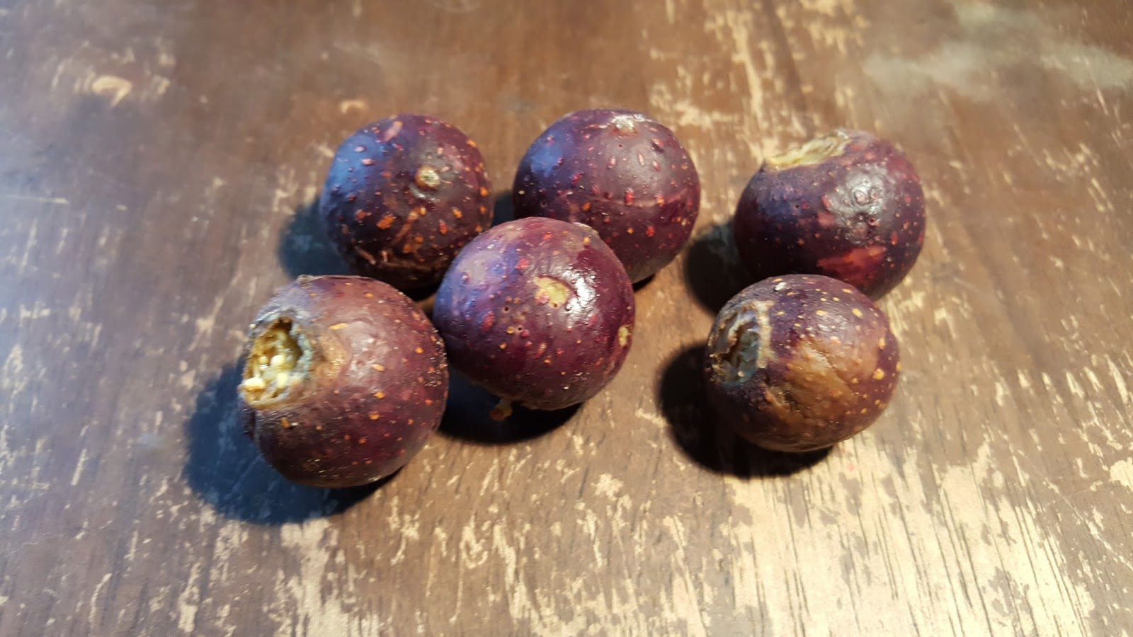 Bonsaimisadventures Grow a fig tree from seed, Moreton bay ficus