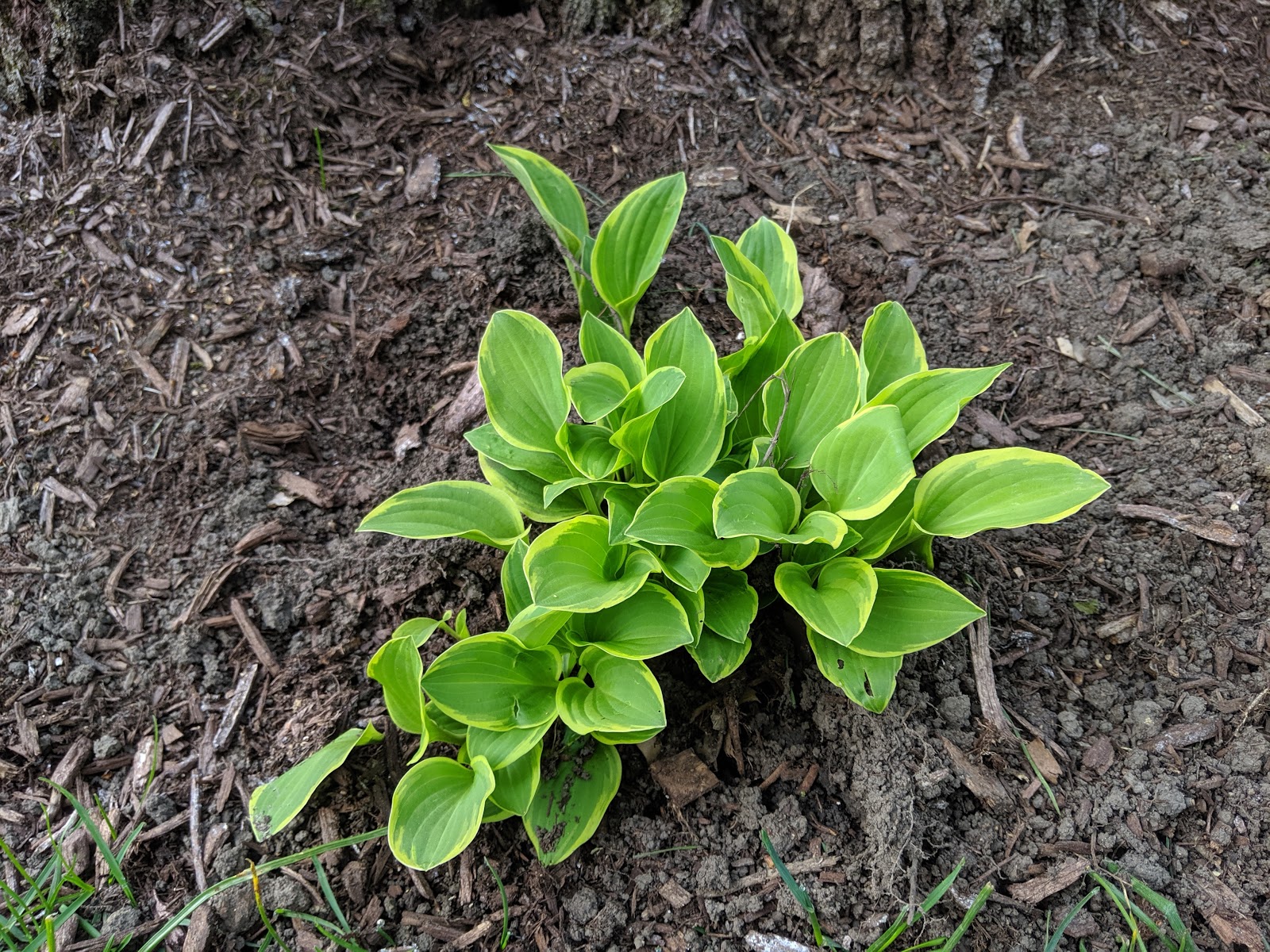 Transplanted Miniature Variegated Hosta June 2019