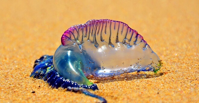 If You See This Beautiful Purple Thing On The Sand, Run Away Immediately