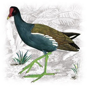 Frango-d'Água (Gallinula chloropus) Frango-d'Água Comum (Gallinula chloropus)