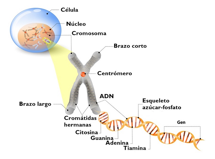 Mapa De Genes