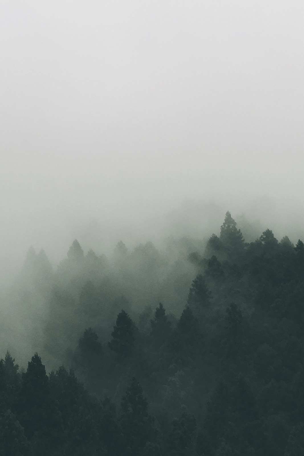 暗い森に白い霧