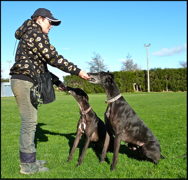 Greyhounds CAN Sit Greyhound Myths + Christchurch Earthquake(