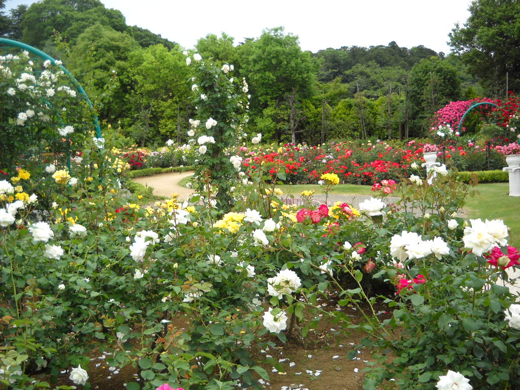 Daily Glimpses of Japan Japanese Roses, Flower Fantasia Park, Noda