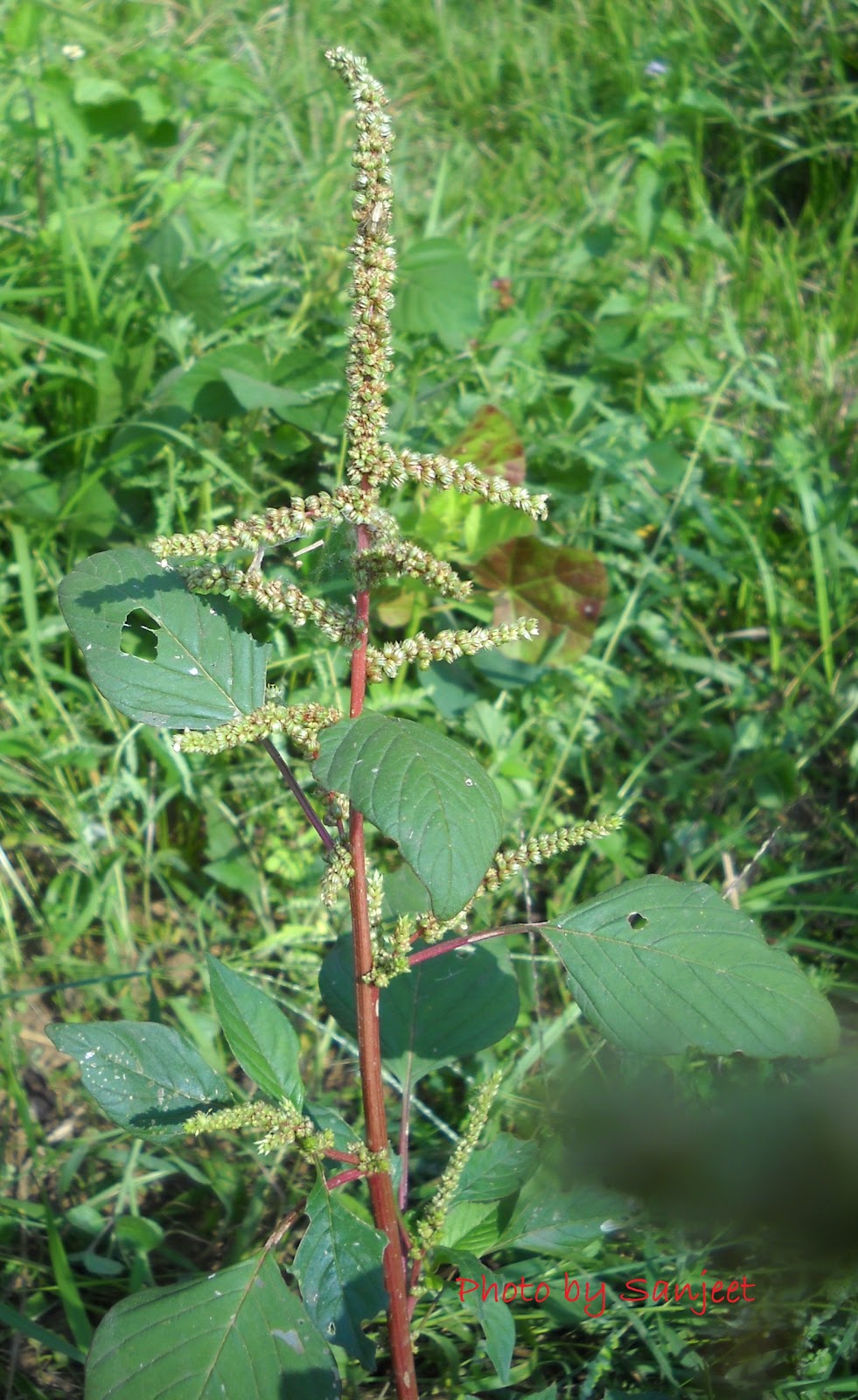 Amaranthus