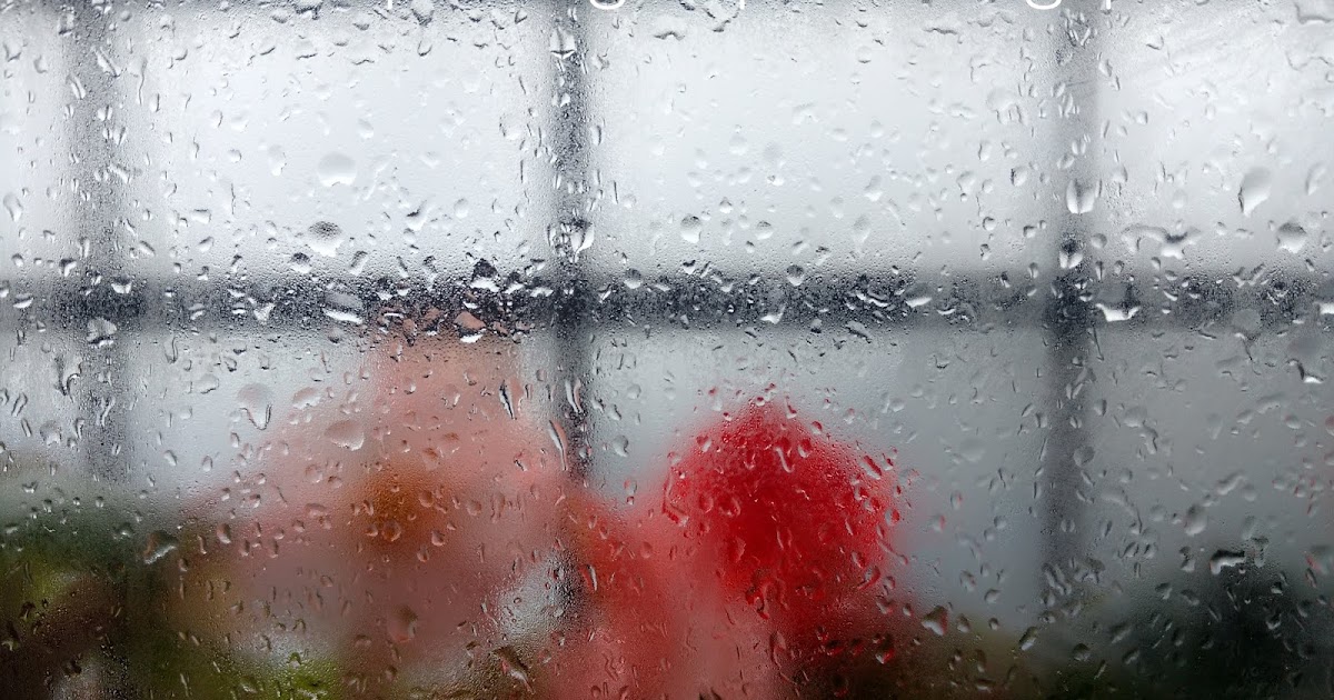 Begonias On My Window