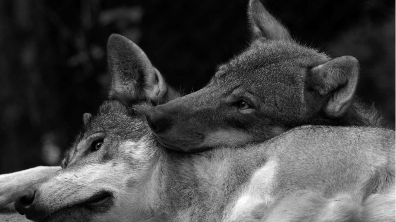 HD Wallpapers and Backgrounds of animals and pets: Foxes, Horses, Tiger, Dogs, Cats, Squirrels, Rabits and Others