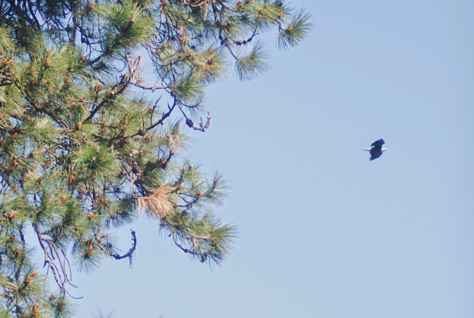 Elmira Pond Spotter: Birds Gone Wild