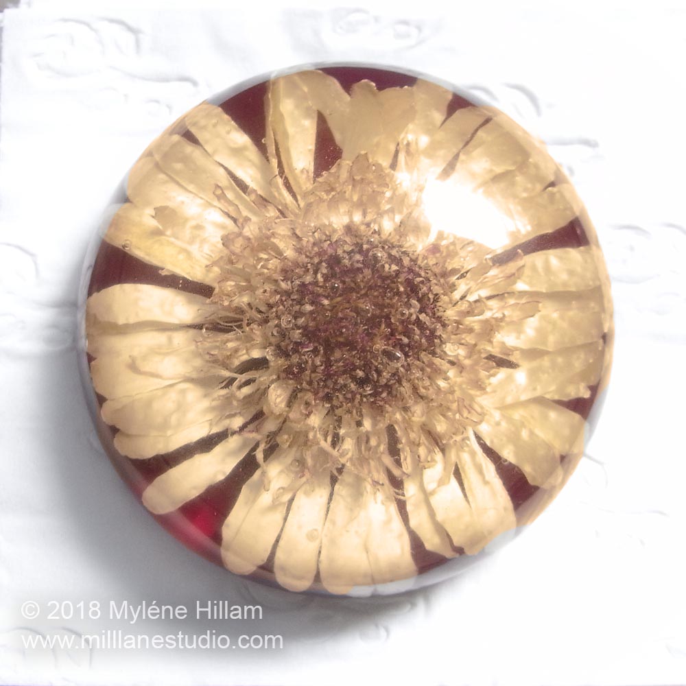 Dried white gerbera flower paperweight embedded in EasyCast epoxy resin with a red background.