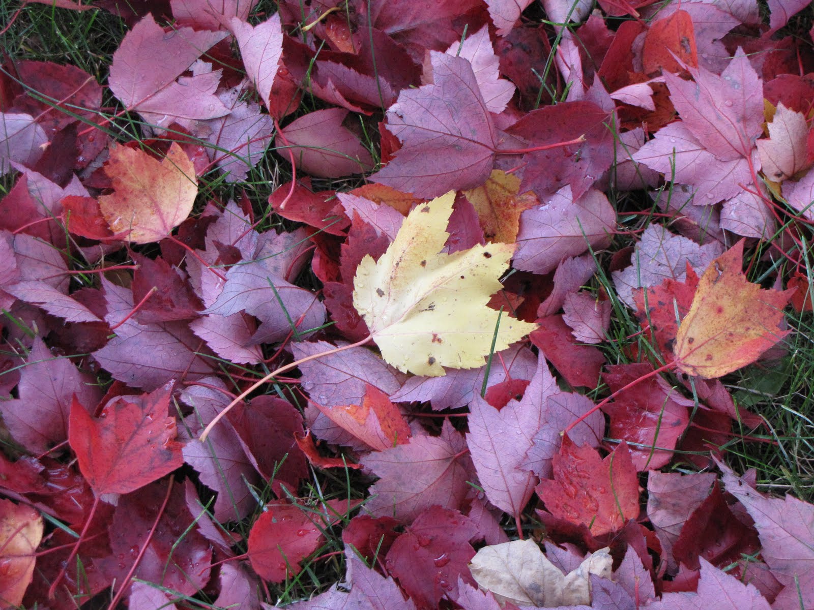 colored leaves