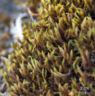 foto del musgo Dryptodon patens de la familia Grimmiaceae sobre granito