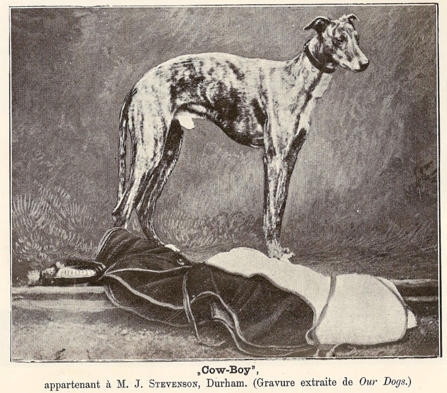 Whippet History References CowBoy