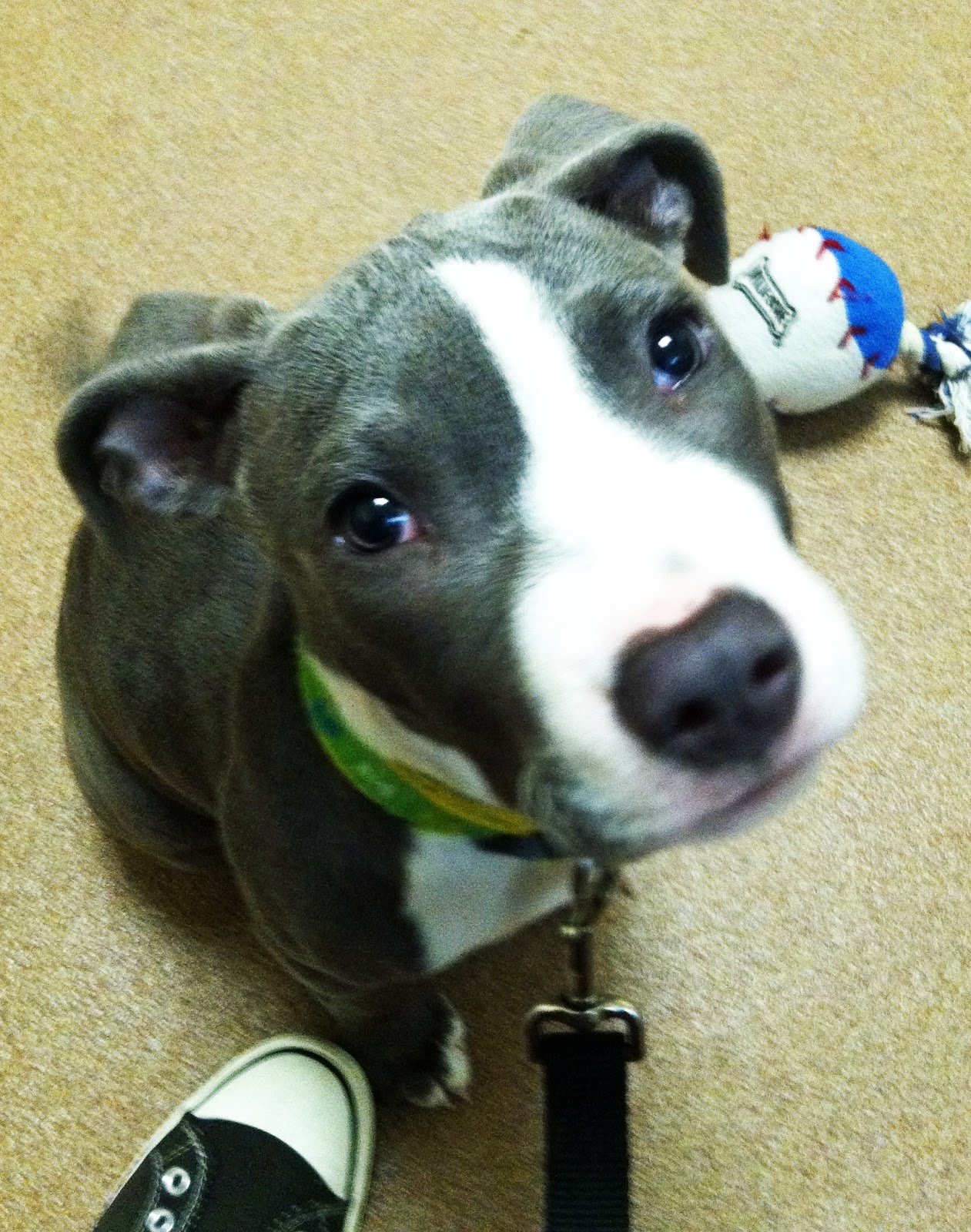 Dogs In the Bubble Bubba with Long Attention Memory Span Puppy