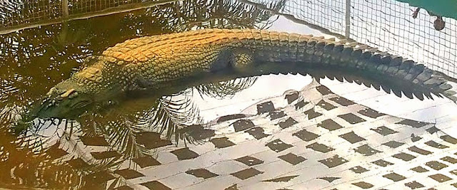 Logong - maior crocodilo do mundo
