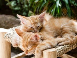 सपने में बिल्ली देखना | sapne me billi dekhna सपने में बिल्ली देखना | sapne me billi dekhna