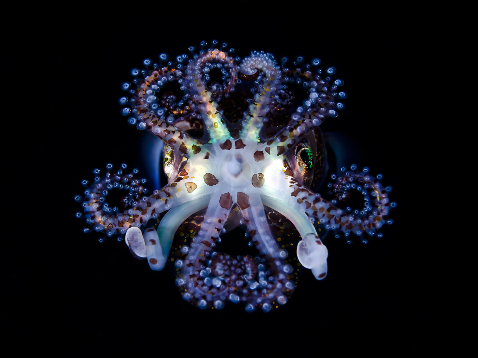 Octopus Wallpaper Download In High Resolution Free New Wallpapers