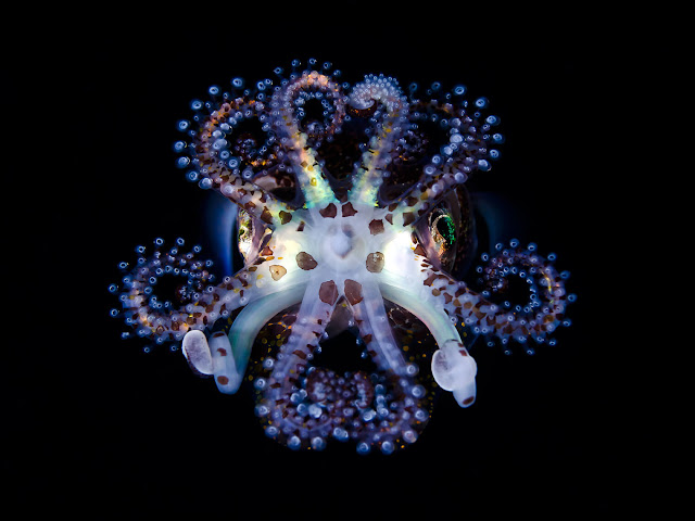 Octopus Wallpaper Download In High Resolution - Free New Wallpapers