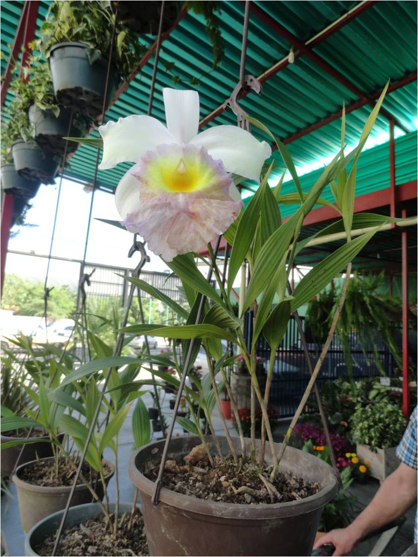La Doctora De Las Plantas: Orquídeas para sembrar en tierra. Sobralia  mirabilis es una orquídea terrestre.