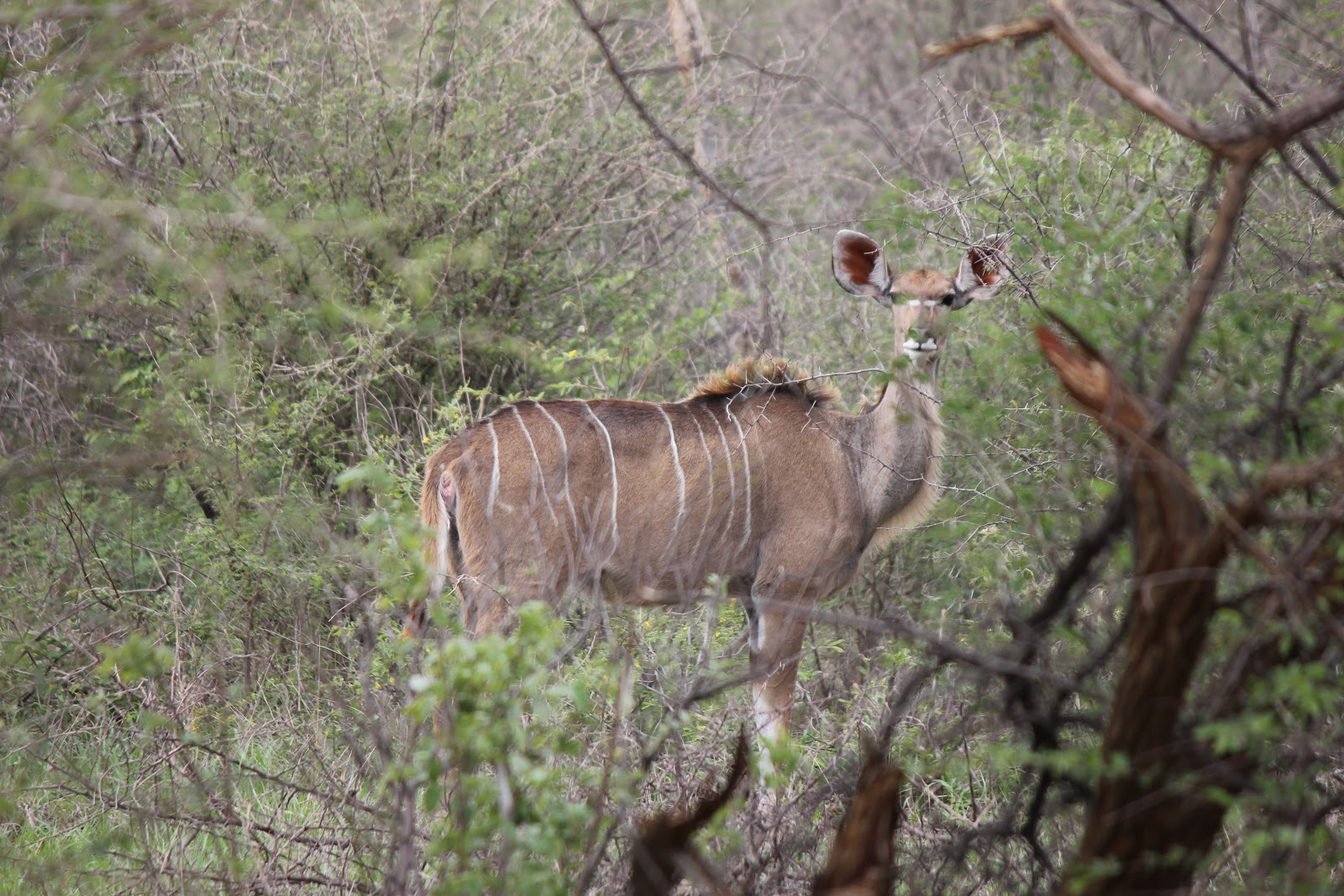 THE ROSE GARDEN: Animals in Africa