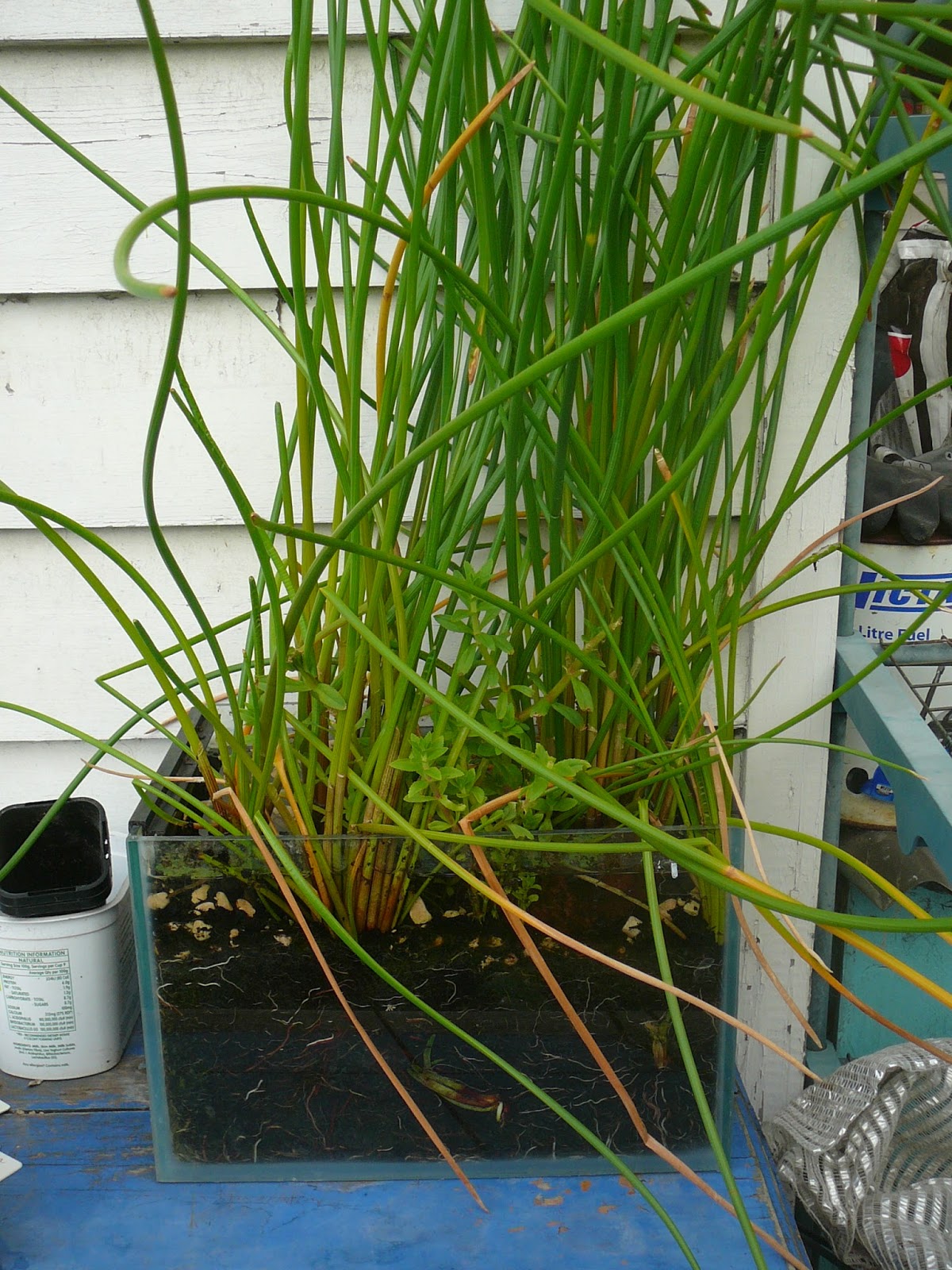 People, Plants, Landscapes Water Chestnuts