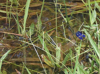Königsblaue Libelle