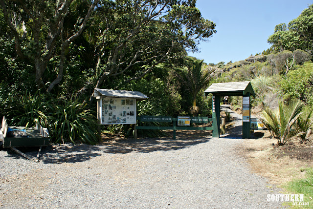 The Kauri Bush Walk Coromandel Area New Zealand North Island