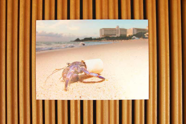 beach, resort, crab, cup,ocean