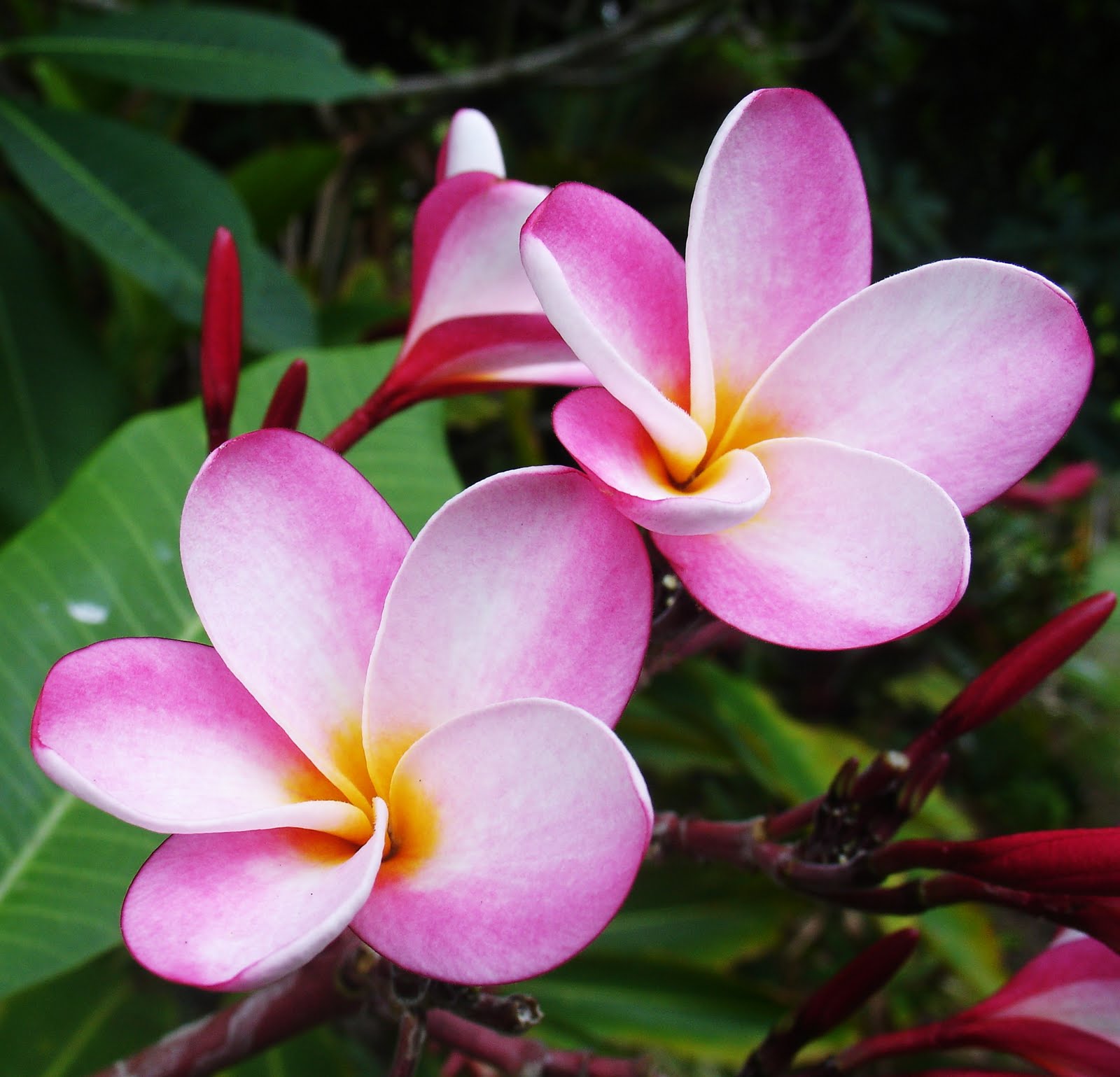 Tropical Flowers Wallpapers Tropical Flowers Wallpapers