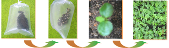 perkecambah plastik perkecambah plastik