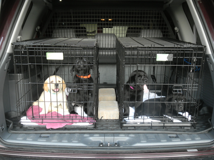 Susquehanna Service Dogs Why Crate Time Is Important for Service Dogs