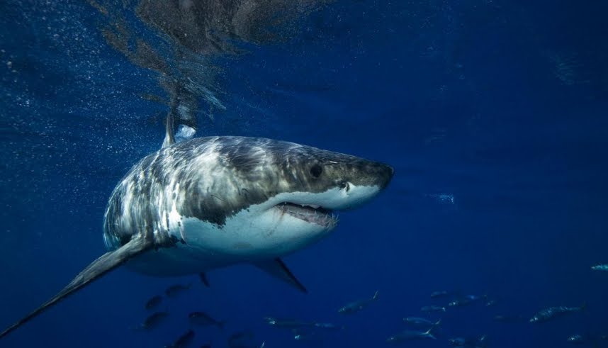 Avvistato un grande squalo bianco a Maiorca