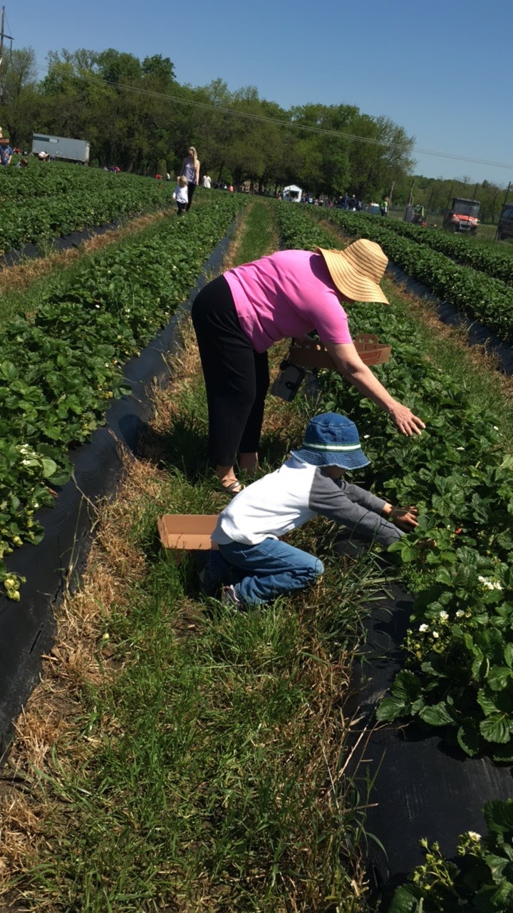 This Kansas City Mama KC Fun Strawberry Picking at Gieringer Orchard
