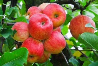 Buah Apel Mengobati Bau Mulut Dengan Bahan Alami