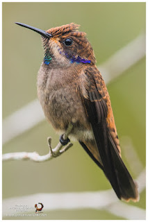Brown Violetear (Colibri delphinae)
