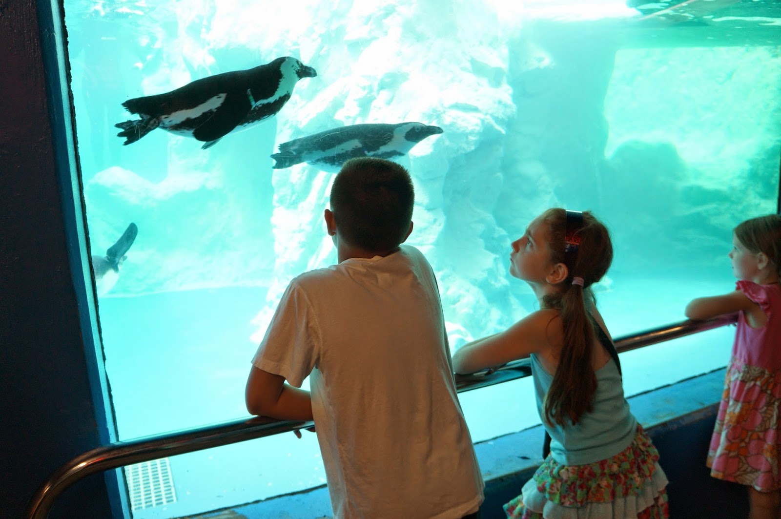 Evan and Lauren�s Cool Blog 8/7/14 Mystic Aquarium and