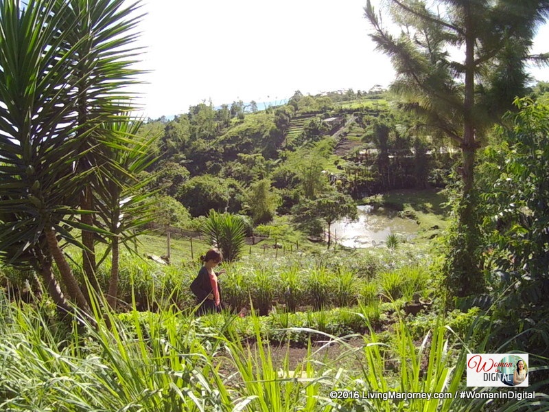 Mornings at Alomah's Place Organic Farm in Bukidnon Organic Herbs at Alomah's Place Organic Farm in Bukidnon