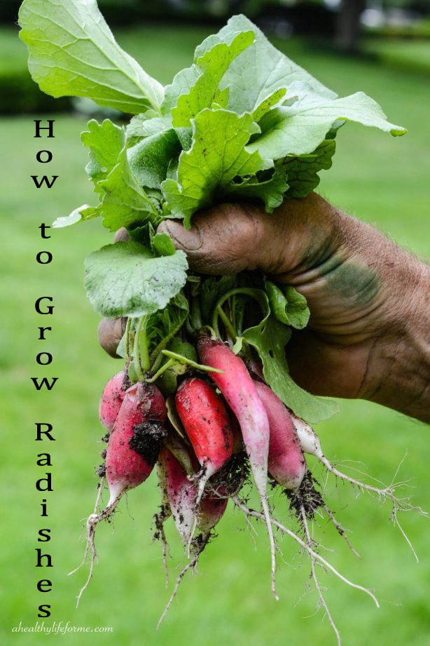 How to Grow and When to Harvest Radishes, Planting Radish Everything