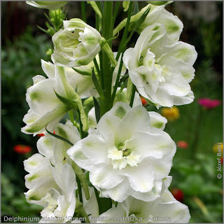 Delphinium elatum 'Green Twist' flowers - Ostróżka wyniosła 'Green Twist'    kwiaty 