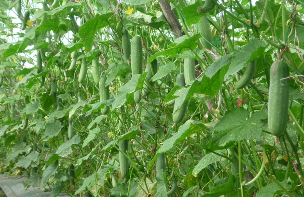 HÃ¬nh áº£nh cÃ³ liÃªn quan