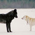Un loup s'approche de son chien et il assiste à la scène impuissant