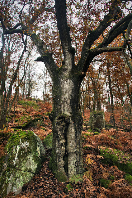 La Gorge aux Loups, forêt de Fontainebleau.